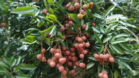 荔枝树