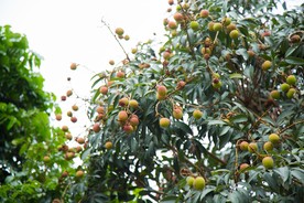 荔枝树