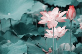 荷花 荷叶 荷塘 中国风