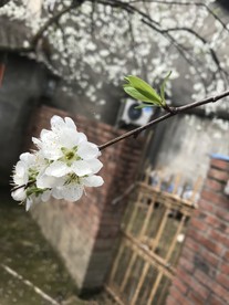 李花