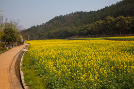 韶山油菜花