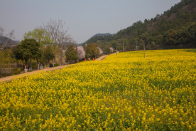 韶山油菜花