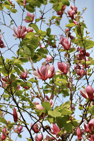 木槿花