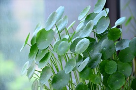 铜钱草