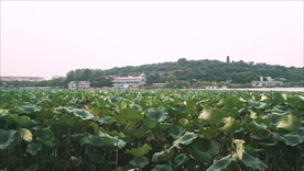 玄武湖的荷花