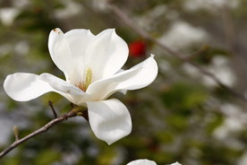 白玉兰