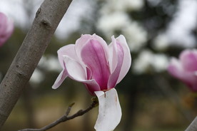 紫玉兰