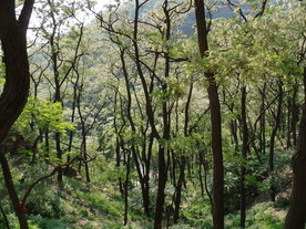 小树林