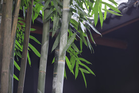 竹子
