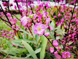 桃花