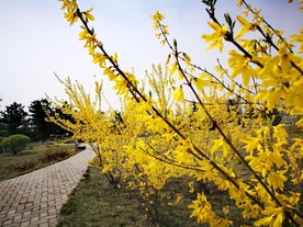 迎春花