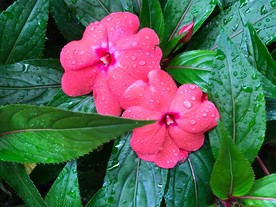 露珠花朵