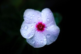 露珠花朵
