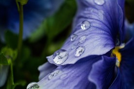 露珠花朵