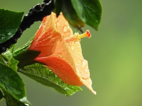 露珠花朵