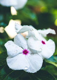 露珠花朵