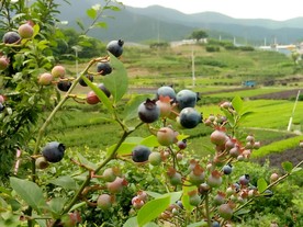 蓝梅