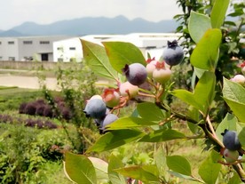 蓝梅