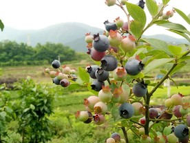 蓝梅