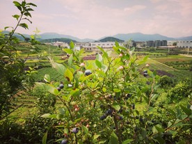 蓝梅