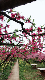 桃花 桃树