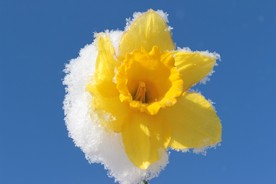 水仙花