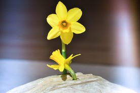 水仙花