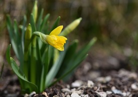 水仙花