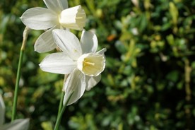 水仙花