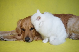 猫咪和狗