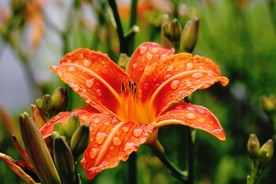 百合花