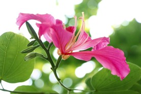 紫荆