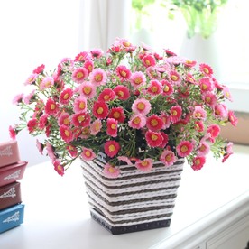雏菊 花海 植物 自然 花 草