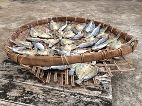 鱼干