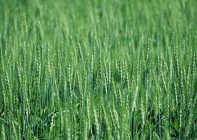 小麦