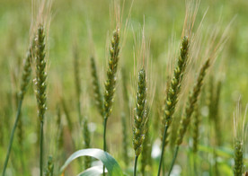 小麦