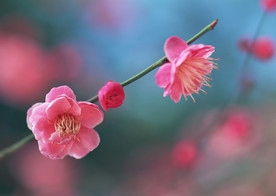 红梅