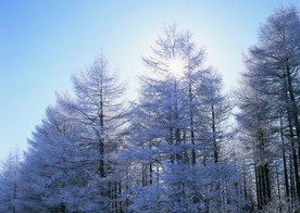 雪中的树林