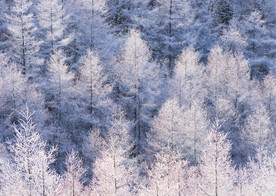 雪中的树林