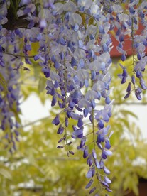紫藤花