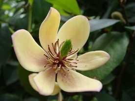 含笑花