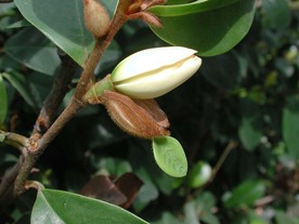 含笑花
