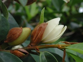 含笑花