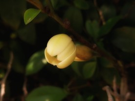 含笑花