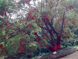 许愿树