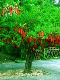 许愿树 许愿 祈福树 许愿带