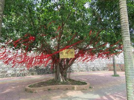 许愿树 许愿 祈福树 许愿带