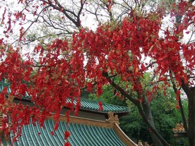 许愿树