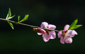 花卉桃花