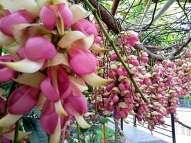 禾雀花